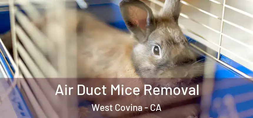  Air Duct Mice Removal West Covina - CA